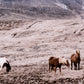 Wild Horses - Walnut 2.5