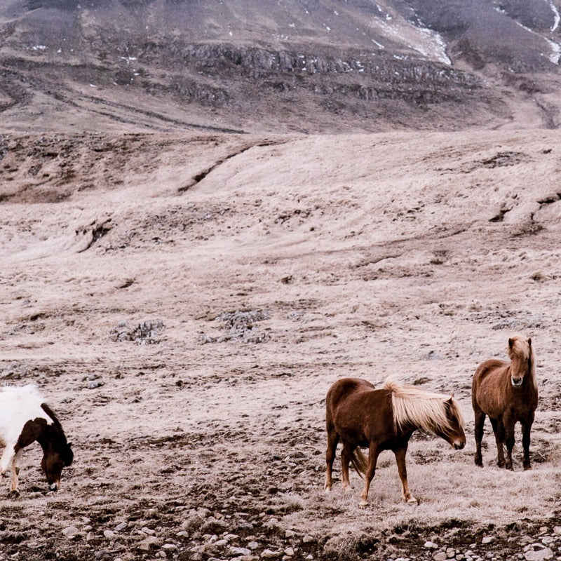Wild Horses - Walnut 2.5