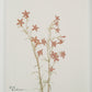 Crema Wall Decor