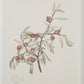 Crema Wall Decor