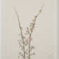 Crema Wall Decor