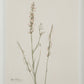 Crema Wall Decor