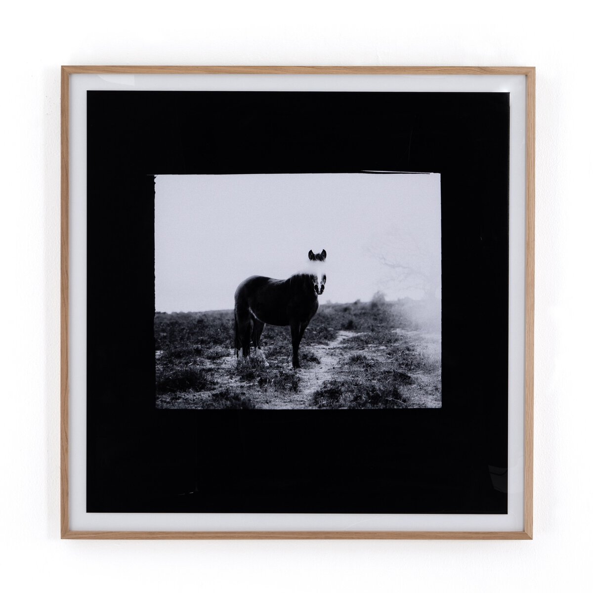 Blank Horse by Annie Spratt - Photo Paper