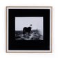 Blank Horse by Annie Spratt - White Oak