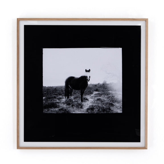 Blank Horse by Annie Spratt - White Oak