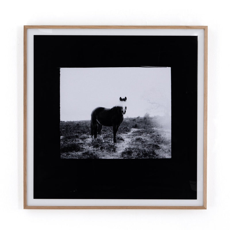Blank Horse by Annie Spratt - White Oak