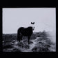 Blank Horse by Annie Spratt - White Oak
