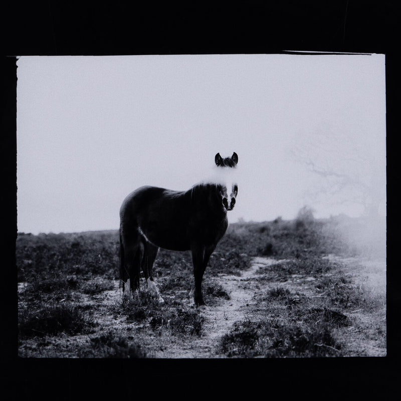 Blank Horse by Annie Spratt - White Oak