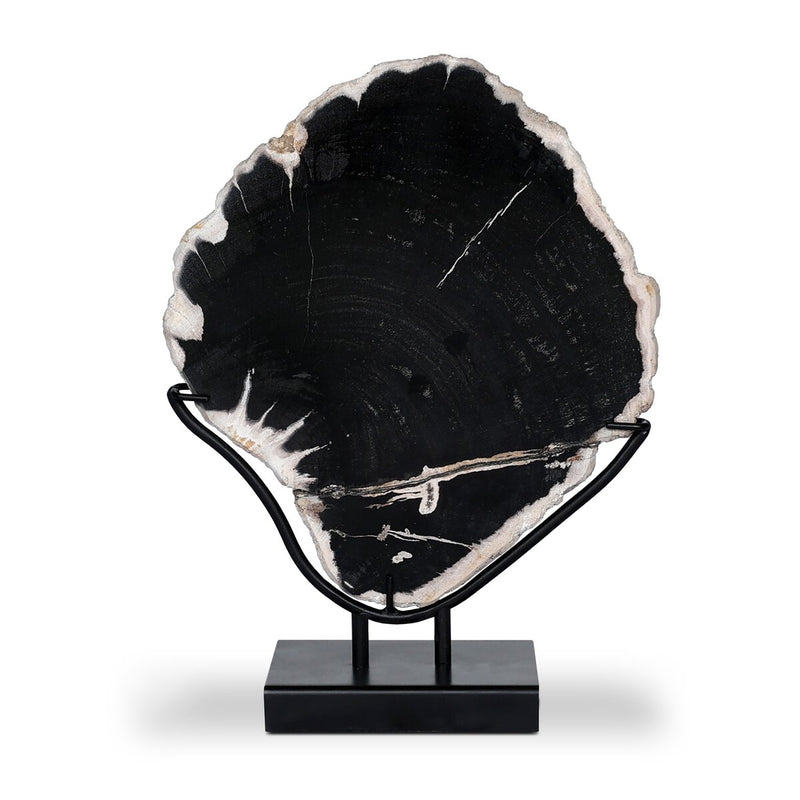 Petrified Wood Sculpture - Matte Black Iron