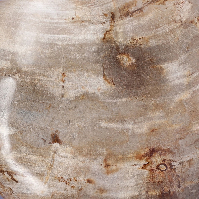 Petrified Wood Organic Sculpture, Set Of 3 - Light Petrified Wood