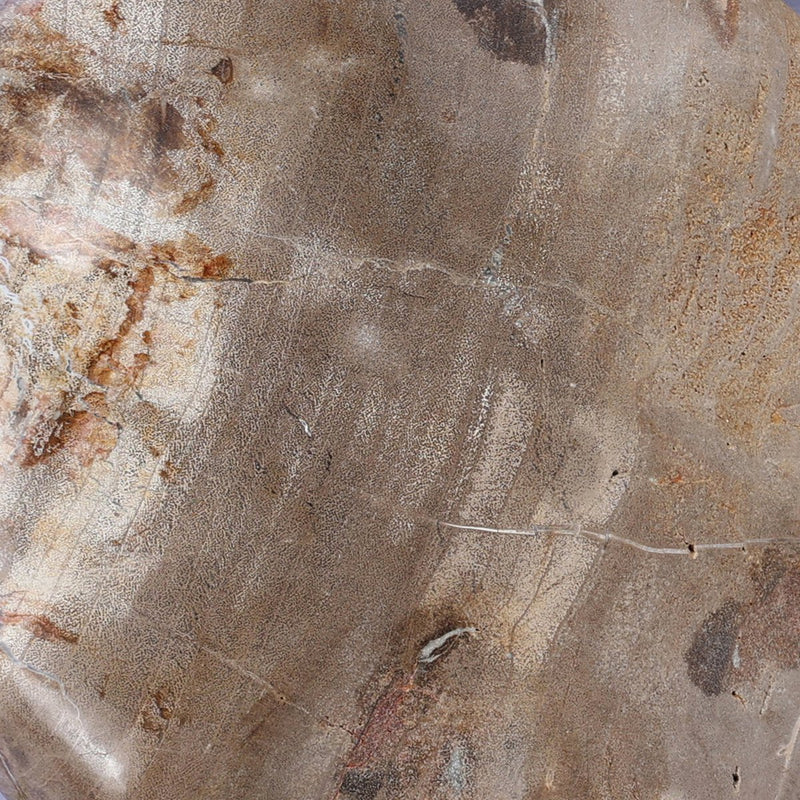 Petrified Wood Organic Sculpture, Set Of 3 - Light Petrified Wood