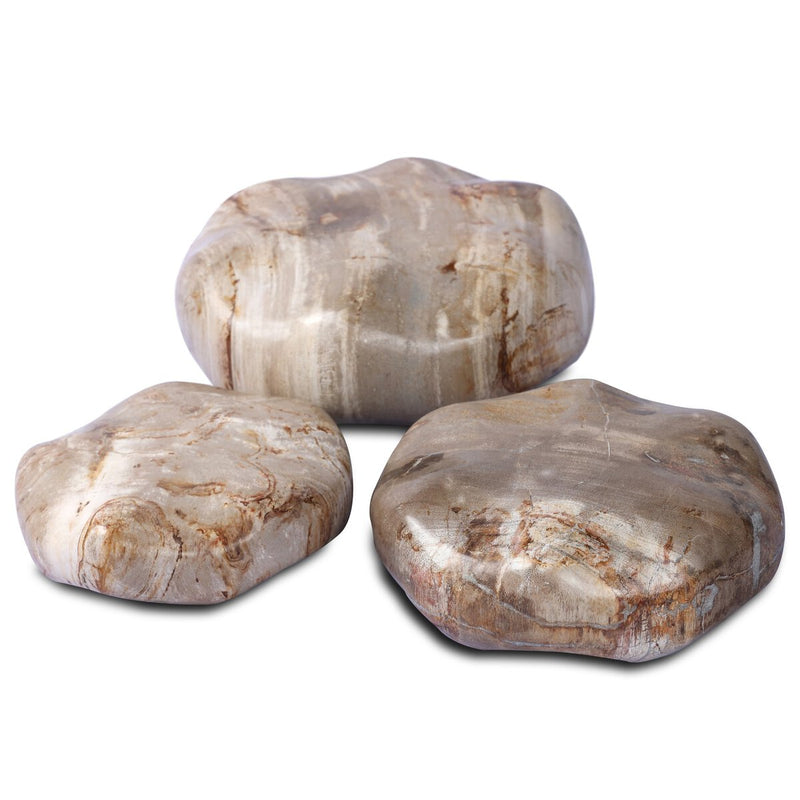 Petrified Wood Organic Sculpture, Set Of 3 - Light Petrified Wood