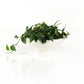Pressler Outdoor Planter, Set Of 2 - Plaster Molded Concrete