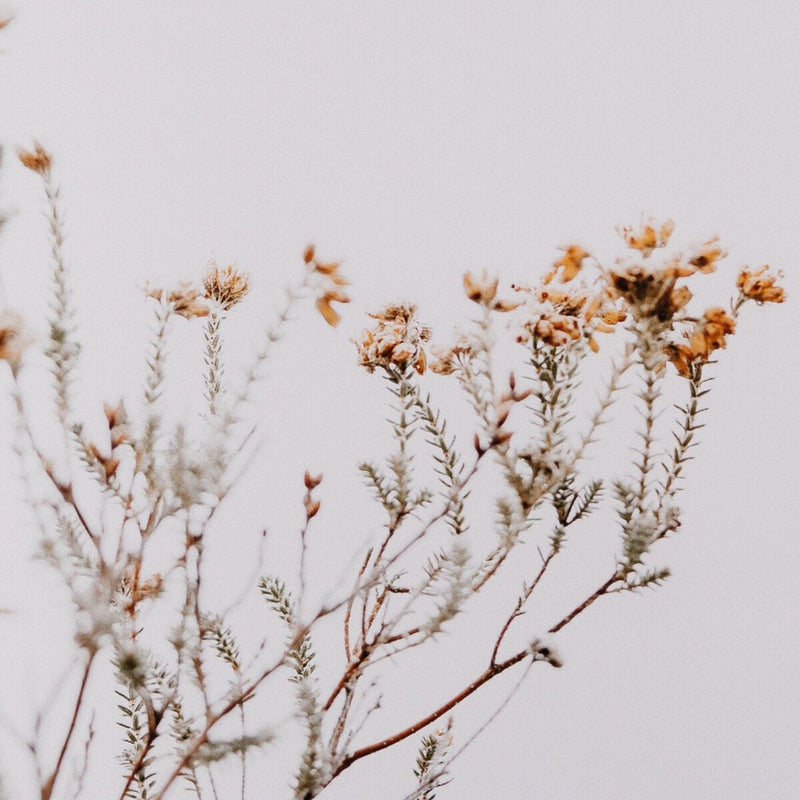 In The Details I by Annie Spratt - Rustic Walnut