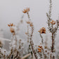 In The Details II by Annie Spratt - Rustic Walnut