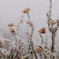 In The Details II by Annie Spratt - Rustic Walnut