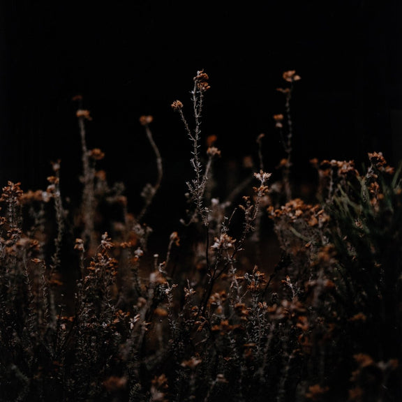 Escape I by Annie Spratt - Rustic Walnut