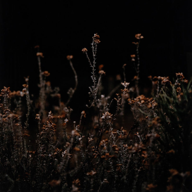 Escape I by Annie Spratt - Rustic Walnut