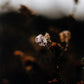 Escape II by Annie Spratt - Rustic Walnut