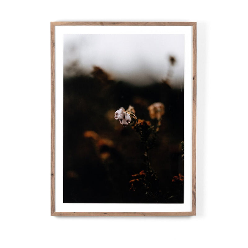 Escape II by Annie Spratt - Rustic Walnut