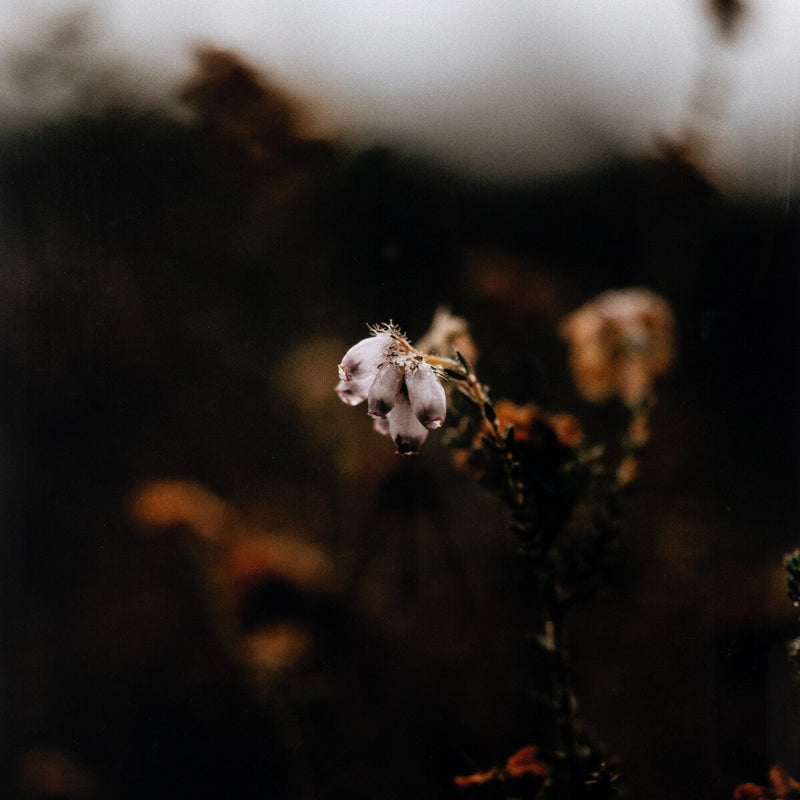 Escape II by Annie Spratt - Rustic Walnut
