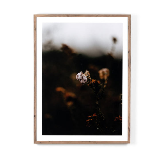 Escape II by Annie Spratt - Rustic Walnut