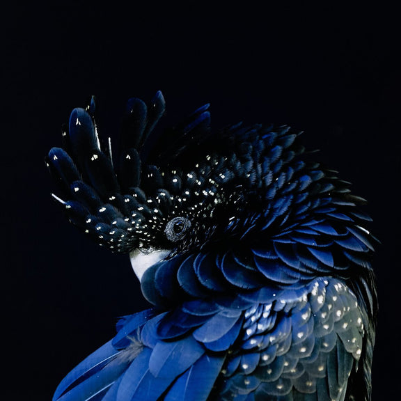 Red-Tailed Black Cockatoo by Getty Images - White Oak Floater