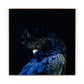 Red-Tailed Black Cockatoo by Getty Images - White Oak Floater