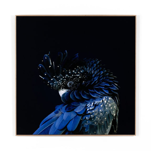 Red-Tailed Black Cockatoo by Getty Images - White Oak Floater