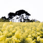 In The Wind by Annie Spratt - White Oak