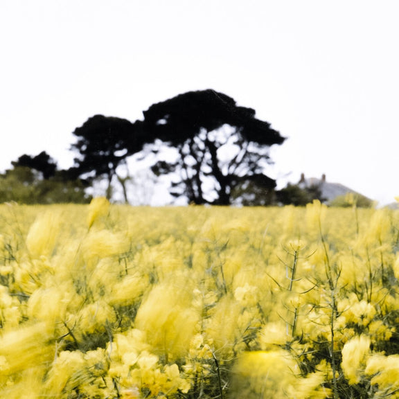 In The Wind by Annie Spratt - White Oak