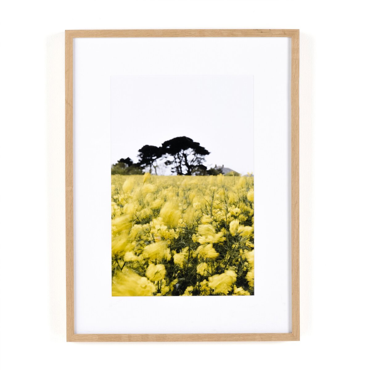 In The Wind by Annie Spratt - White Oak