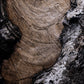 Char VI by FH Art Studio — Rustic 2.5 Walnut