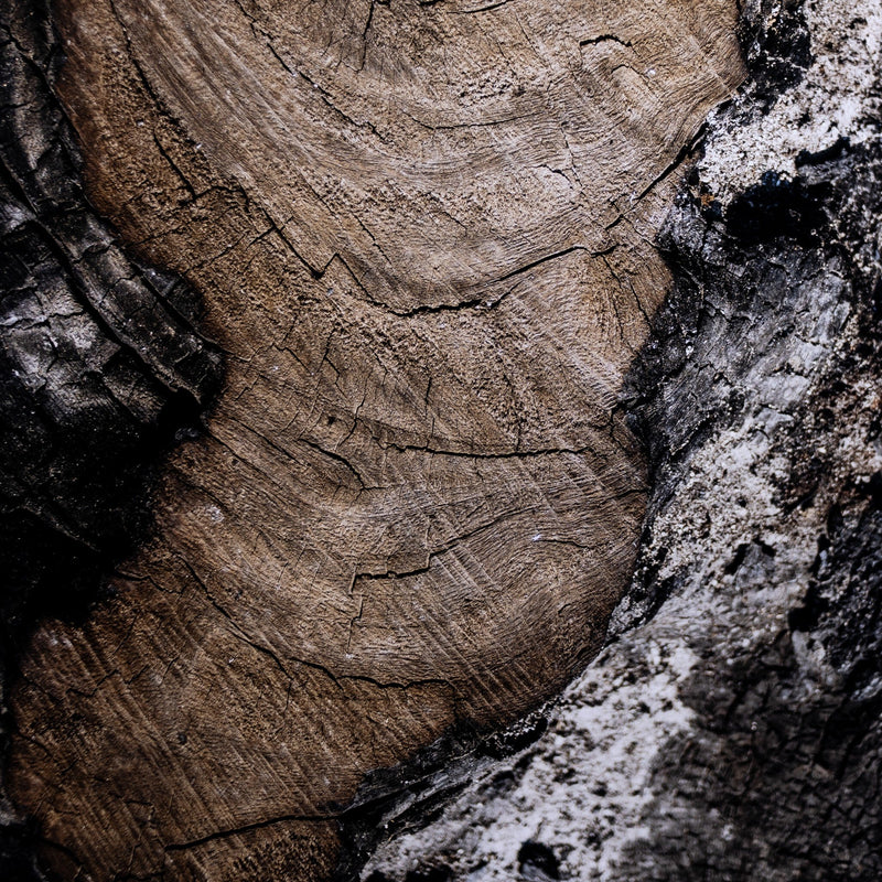 Char VI by FH Art Studio — Rustic 2.5 Walnut