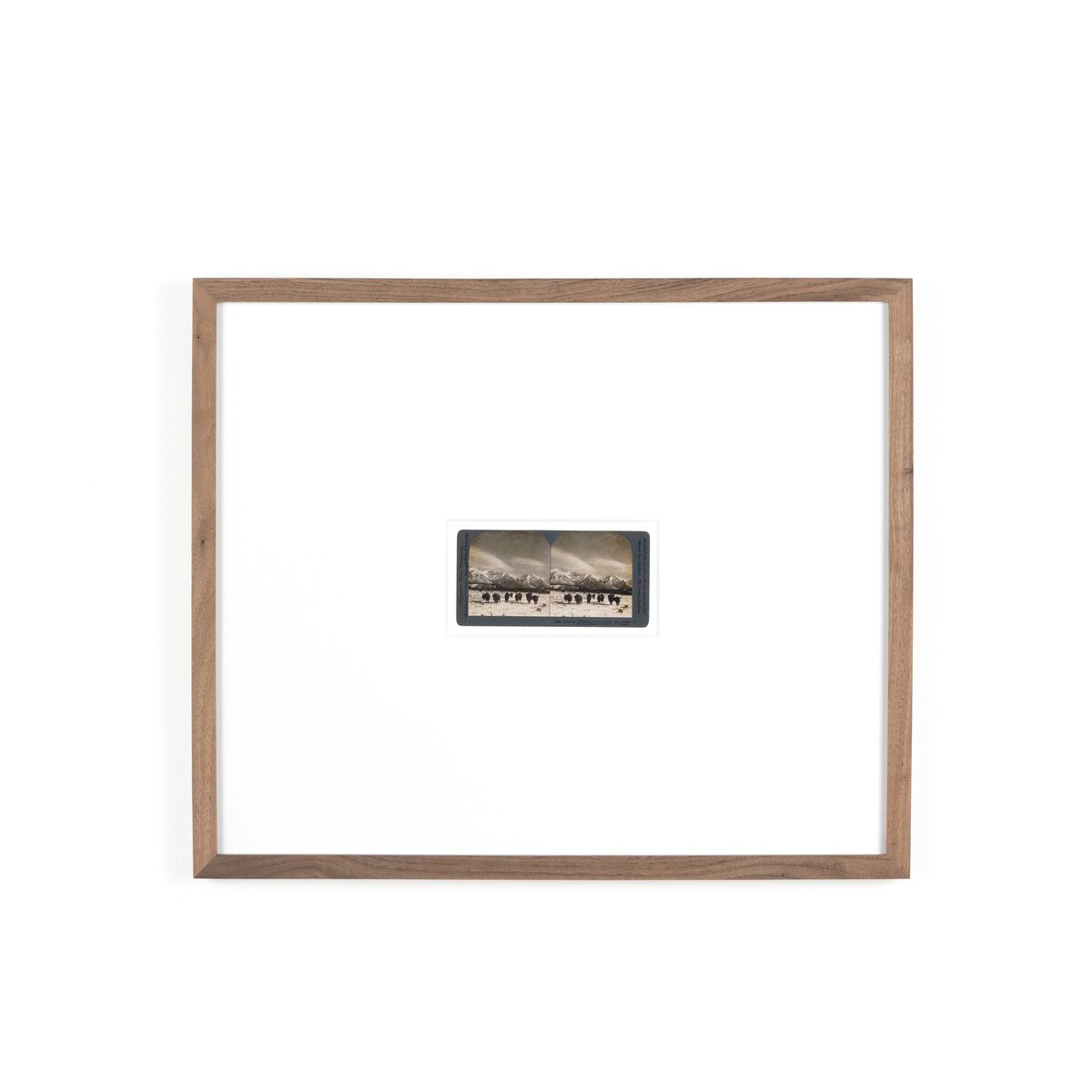 Monarch Of The Plain by Gold Rush Art Co - Rustic Walnut