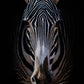 Zebra Stare by Getty Images - White Oak Floater