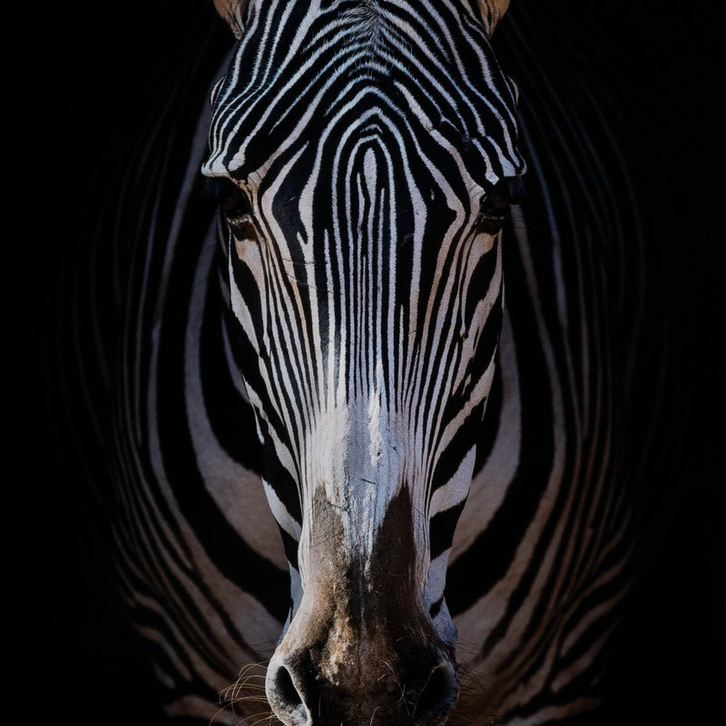 Zebra Stare by Getty Images - White Oak Floater