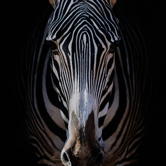 Zebra Stare by Getty Images - White Oak Floater