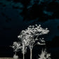 There's A Lack Of Color Here by Getty Images - White Oak Floater