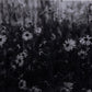 Floral Film II by Annie Spratt - Natural Maple