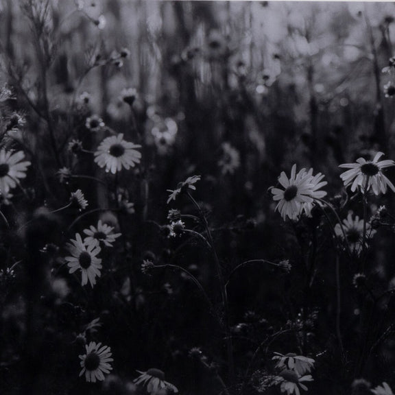 Floral Film II by Annie Spratt - Natural Maple