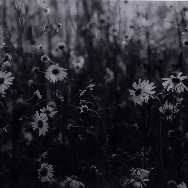 Floral Film II by Annie Spratt - Natural Maple