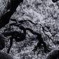 Tree Gaze IV by Coup d'Esprit - Black Maple