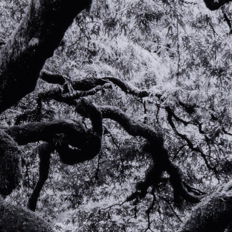 Tree Gaze IV by Coup d'Esprit - Black Maple