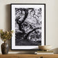 Tree Gaze IV by Coup d'Esprit - Black Maple