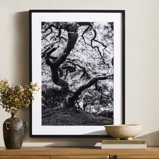 Tree Gaze IV by Coup d'Esprit - Black Maple