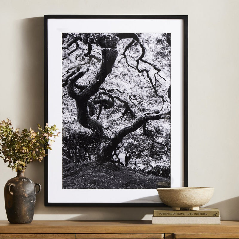 Tree Gaze IV by Coup d'Esprit - Black Maple