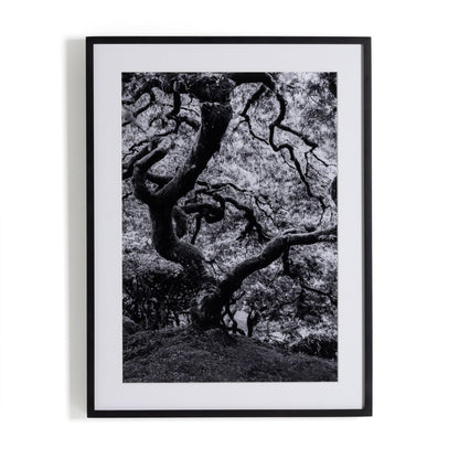 Tree Gaze IV by Coup d'Esprit - Black Maple