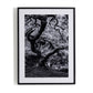 Tree Gaze IV by Coup d'Esprit - Black Maple