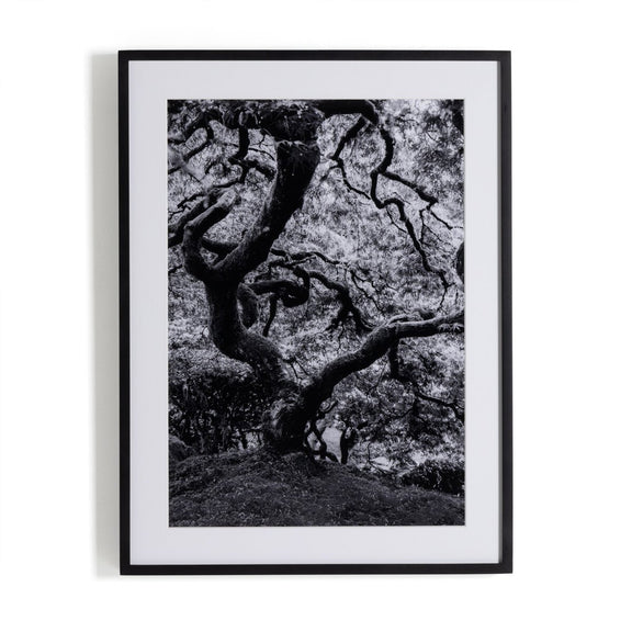 Tree Gaze IV by Coup d'Esprit - Black Maple